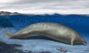 «Perucetus colossus»: descubren en Perú fósil de animal más pesado de la Tierra